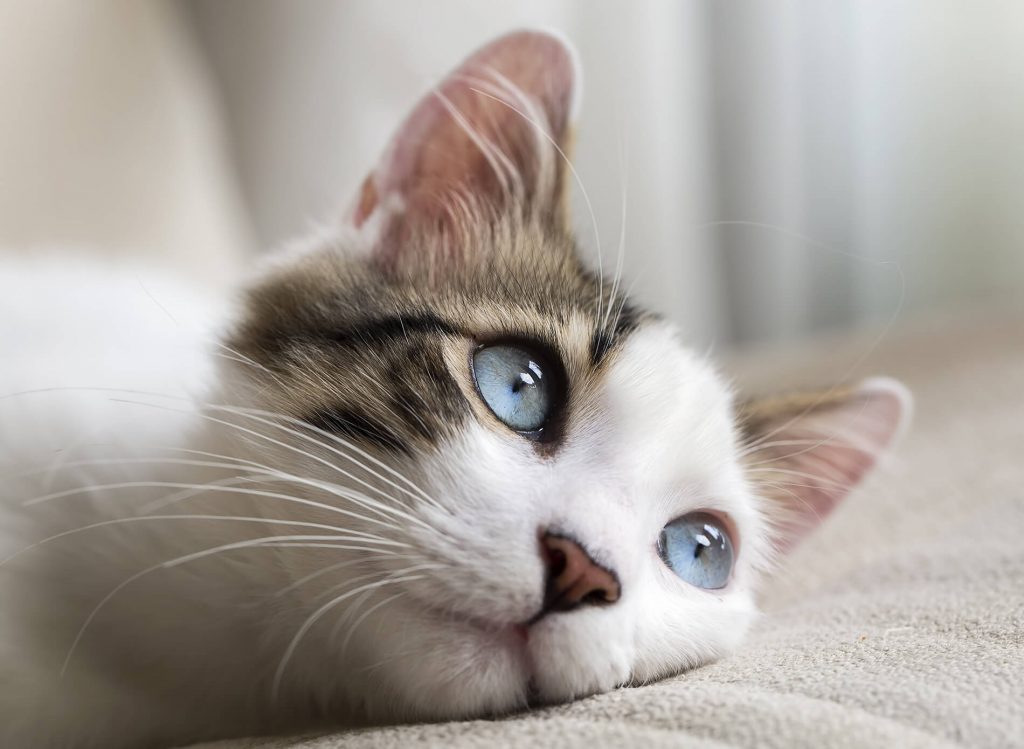 Beautiful, blue-eyed cat gazing out the window