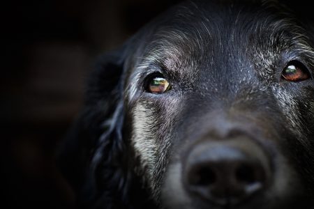 Close-up of an old, black and gray, labrador retriever, pet dog