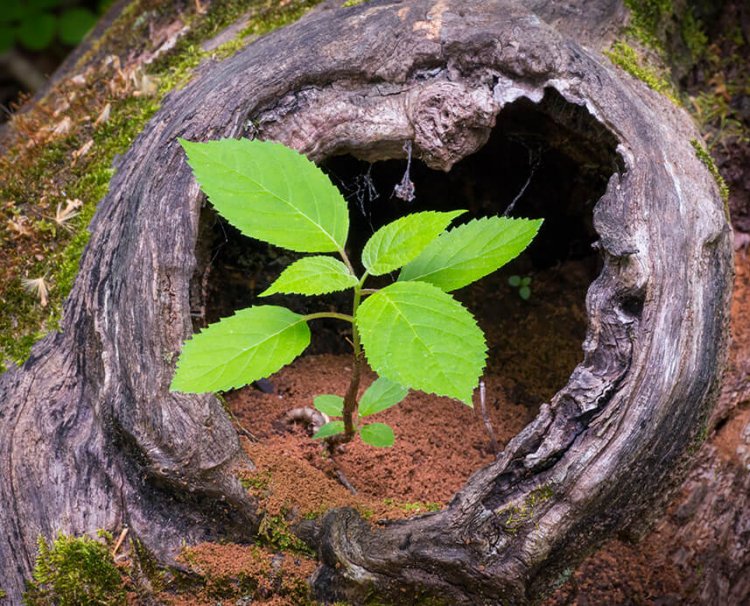 A young new sapling growing out of a hole in an old log